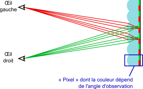 Diagramme de rayons dans une feuille lenticulaire
