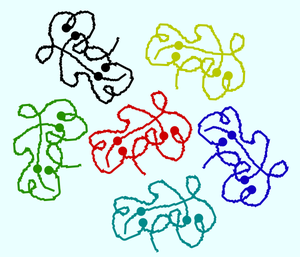 Structure des protéines du blanc d'œuf cru