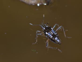 Insecte Microvelia