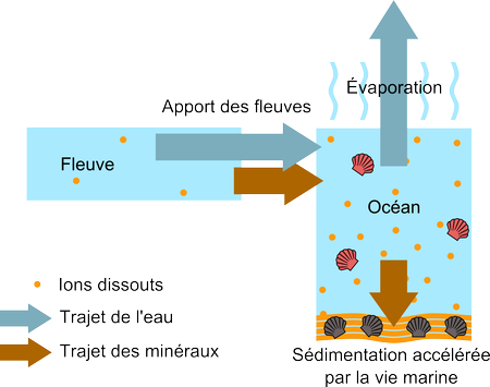 Équilibre des ions dans les océans par la vie marine
